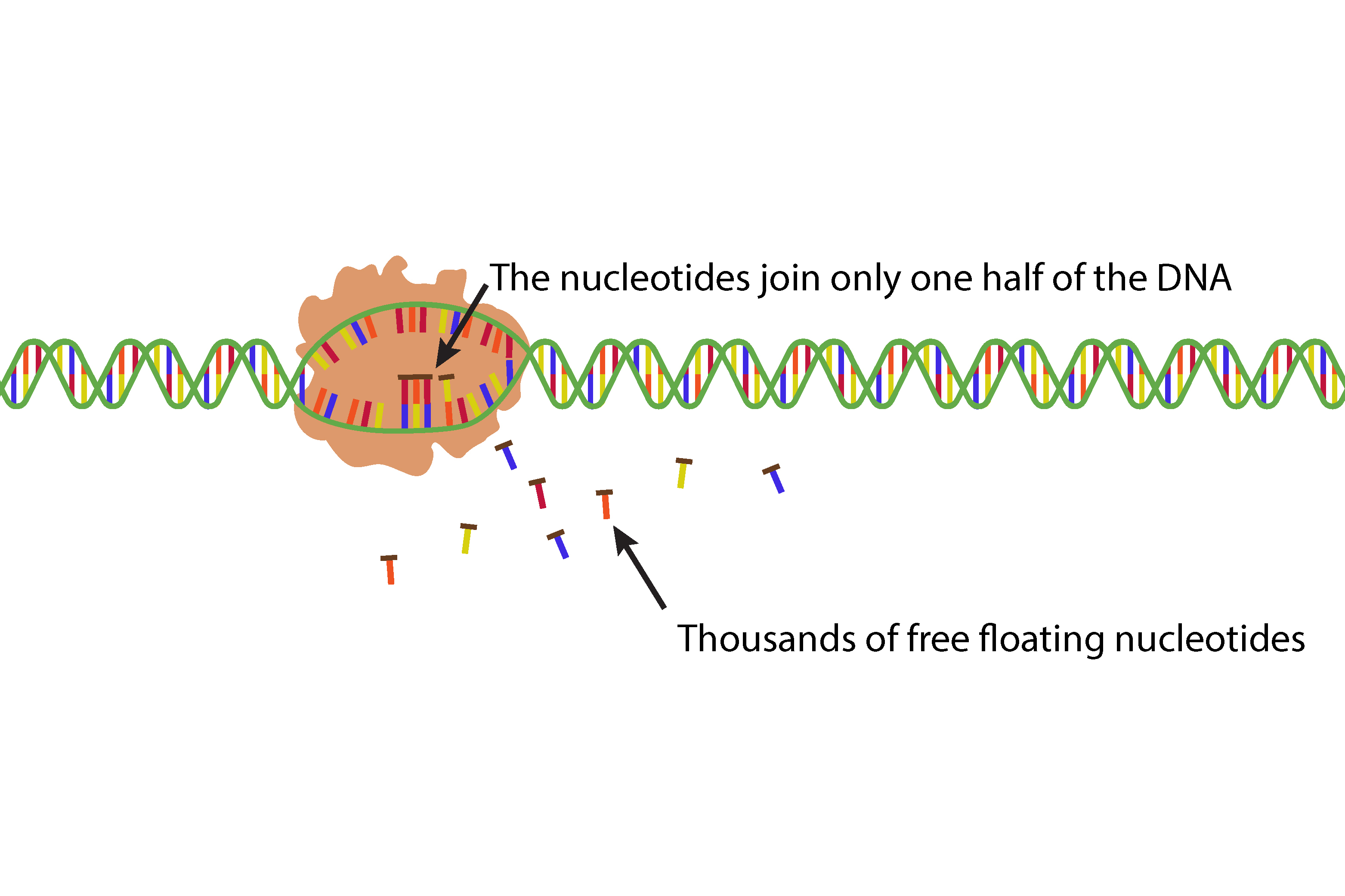 As the enzyme reads the DNA, thousands of free floating nucleotides join the opened DNA only at the base